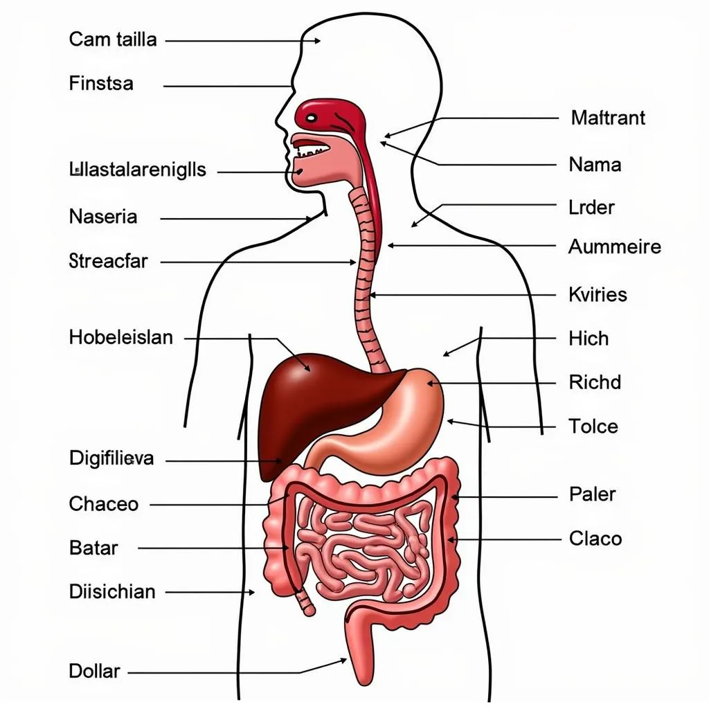 Atlas giải phẫu x quang hệ tiêu hóa