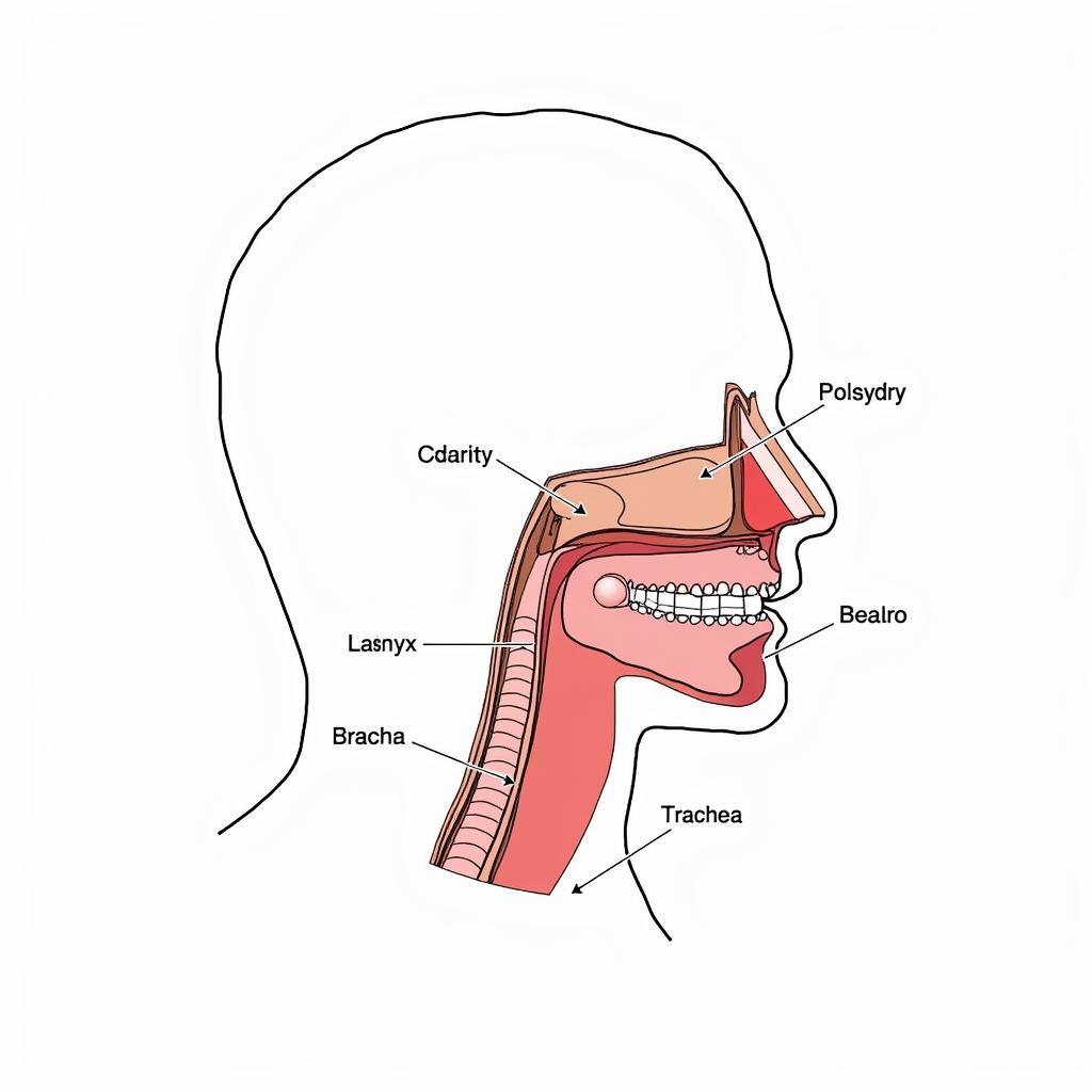 Cấu tạo giải phẫu đường hô hấp trên