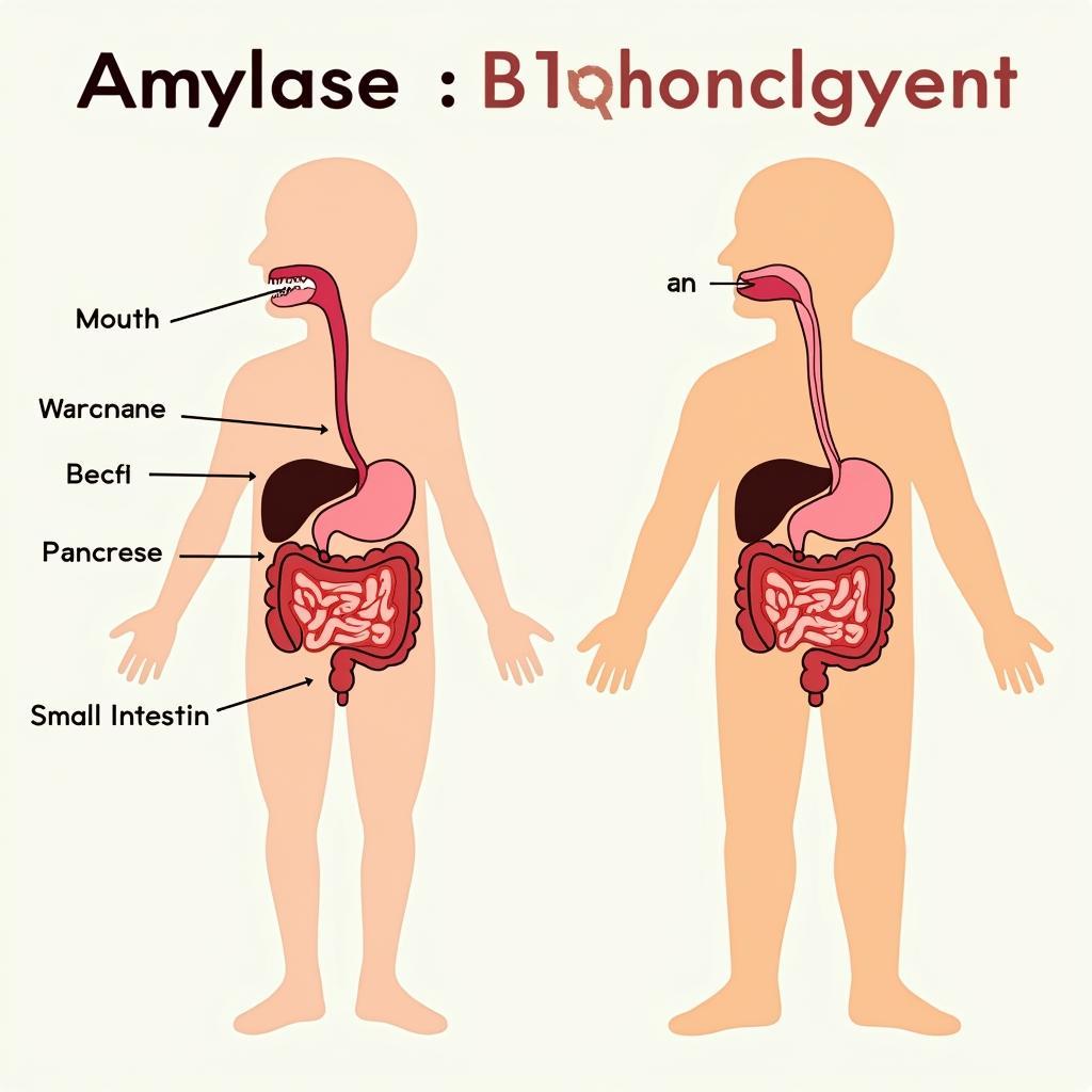 Sơ Đồ Hoạt Động Của Amylase Trong Cơ Thể