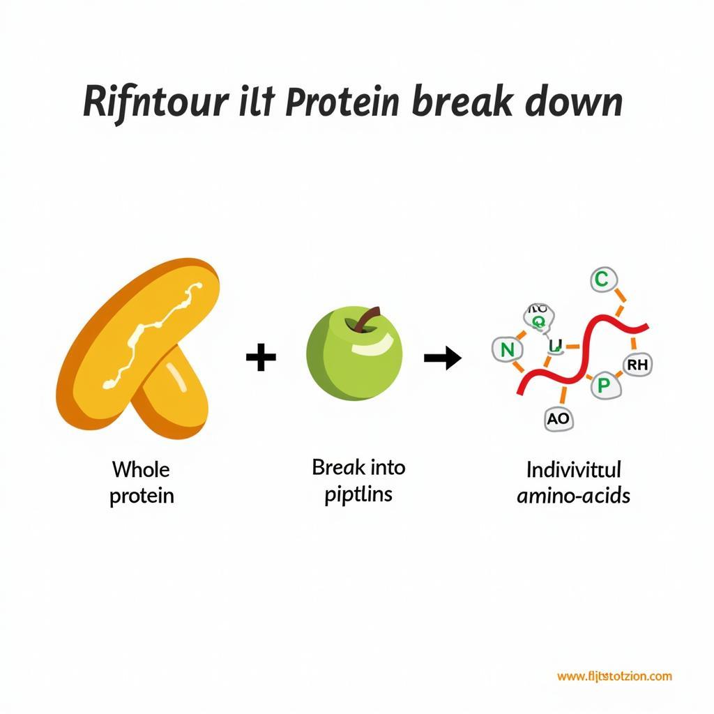 Phân giải protein: các giai đoạn