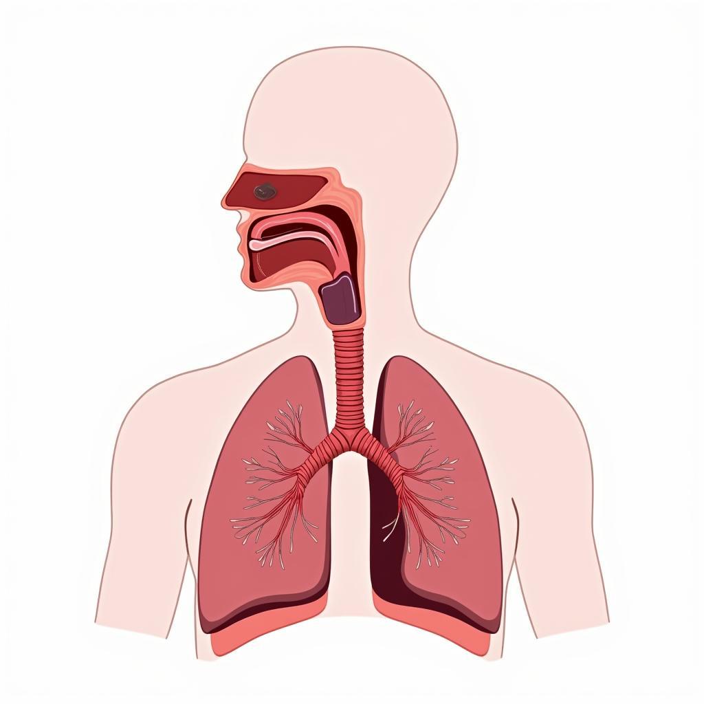 Cấu trúc giải phẫu đường hô hấp