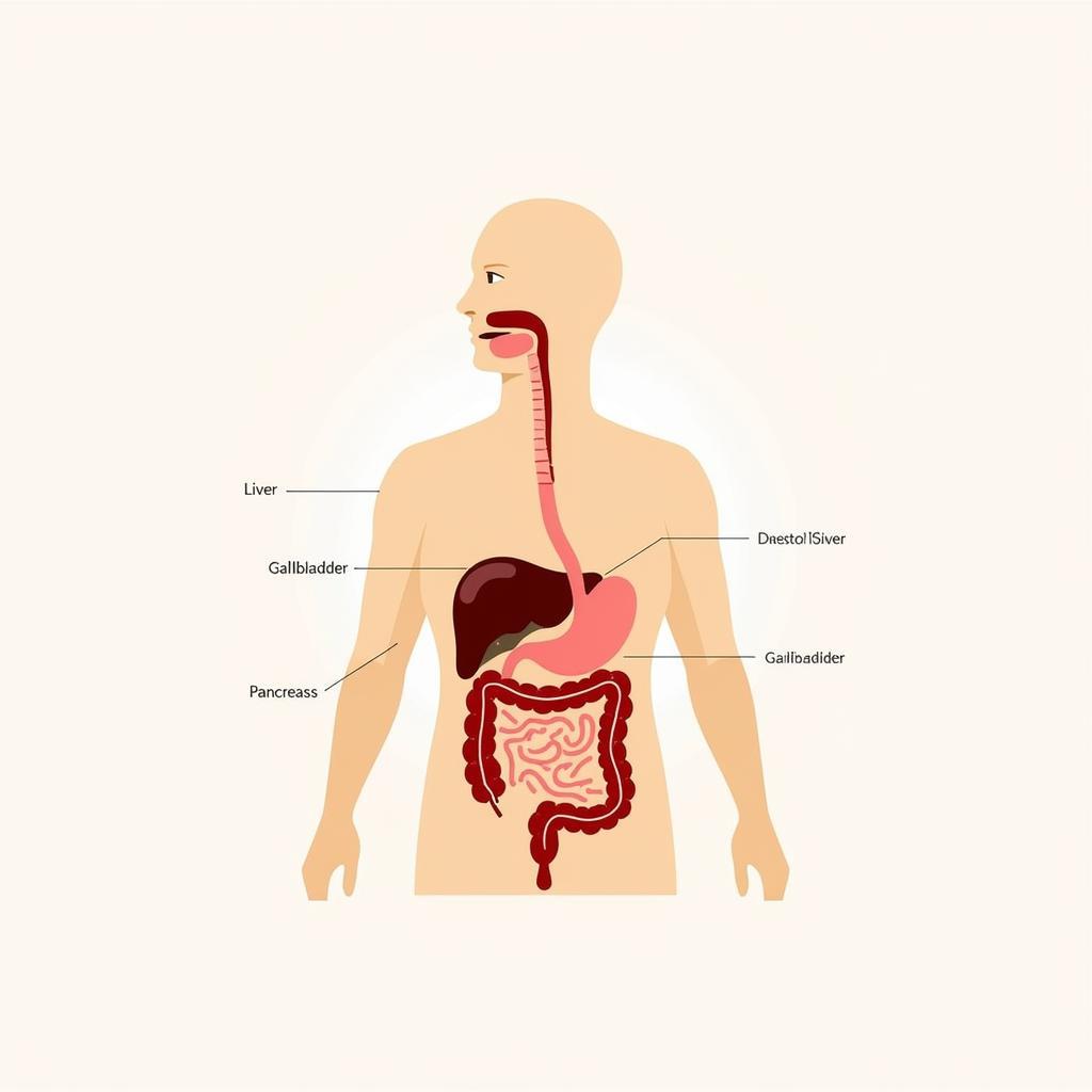 Giải phẫu các cơ quan phụ trợ tiêu hóa