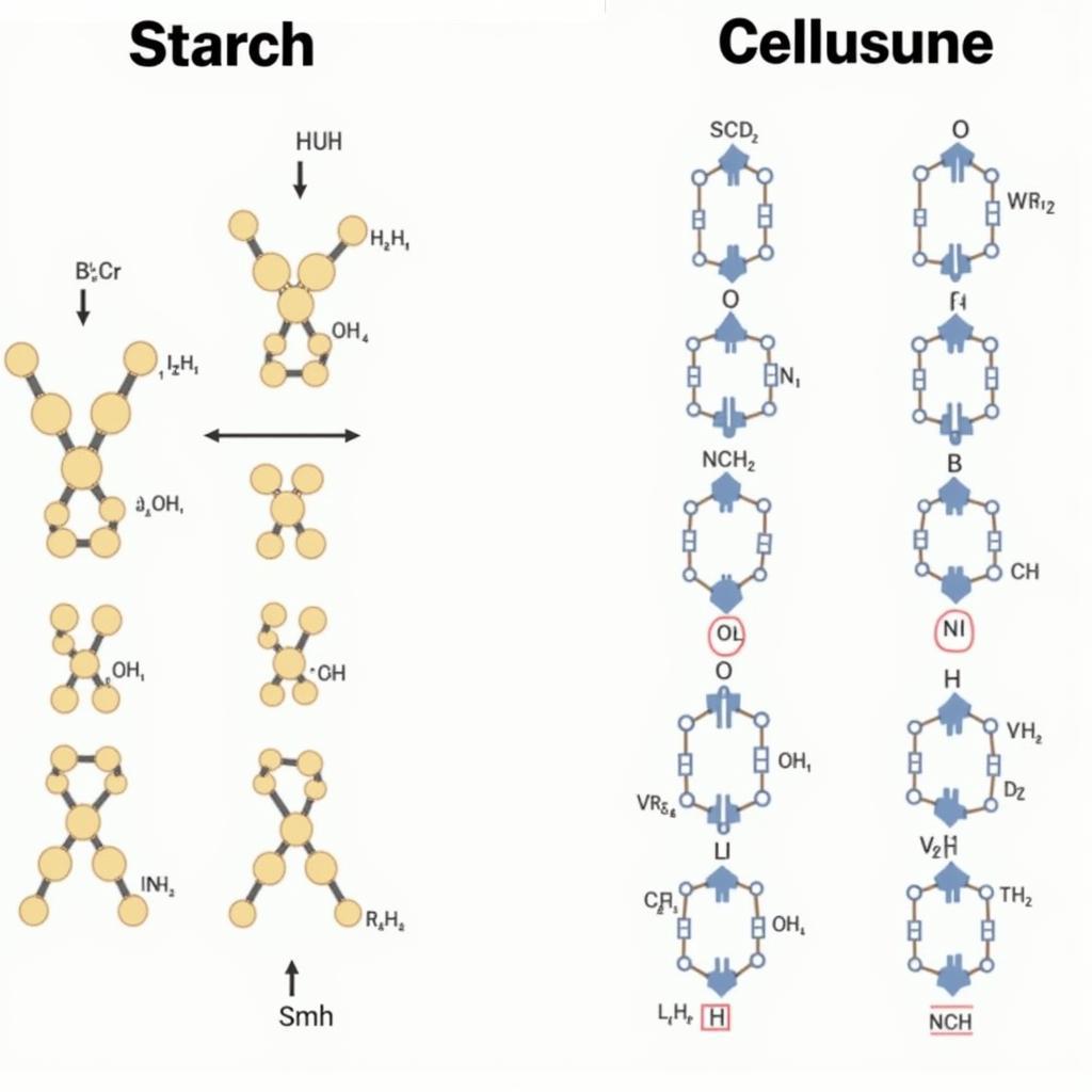 So sánh cấu trúc tinh bột và cellulose