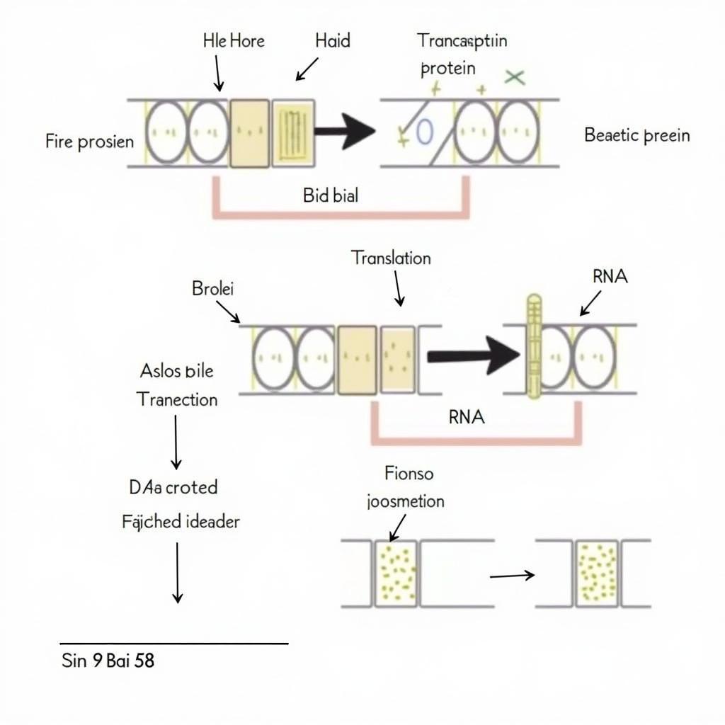 Giải bài tập sinh học 9 bài 58: Sơ đồ minh họa quá trình tổng hợp protein từ ADN đến ARN và cuối cùng là protein