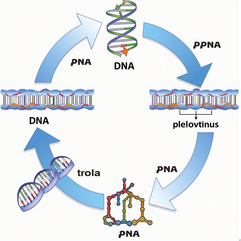 Tổng hợp protein